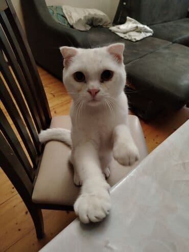 pişik çanta: Şotland yastı qulaq, Yaxşı əllərə — 2