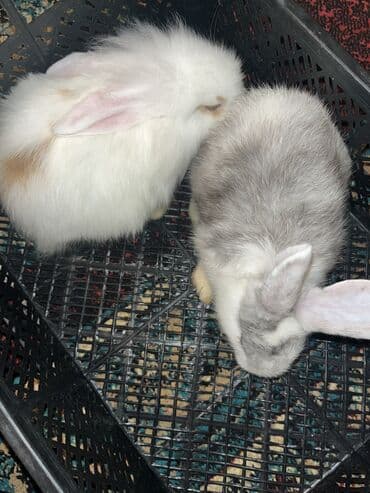 Akvariumlar: Sevimli dekorativ dovşanlar - Növ: dekorativ ev dovşanları (uzun — 2