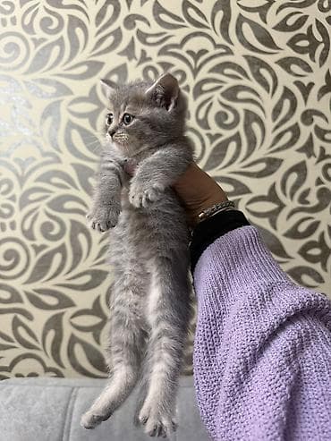 boz şotland: Şotland — 4