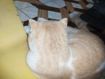 американский вислоухий кот: Шотладская вислоухая — 8