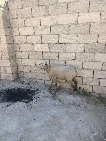 erkey quzu: Super damazlıq ve etlik dişi quzu istiyen buyrsun — 3