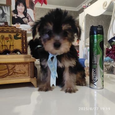 itler bala: Yorkşir teryer — 8