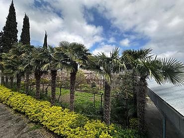 Bitkilər: Beyləqan rayonu, Daşburun kəndində yerləşən 10 ədəd sağlam, 20 illik — 7