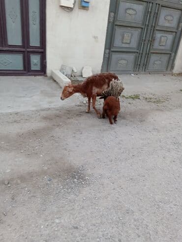 qurbanlıq qoyunlar: Dişi, Qala, il: 1, 50 kq, Damazlıq, Ünvandan götürmə — 4