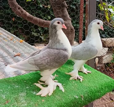 goyercin uzuyu: 1cut delfin sahiblendirilir Yasamaldadi - Növ: dekorativ — 1