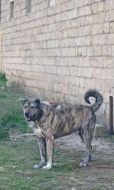 etibarlı ellere verilir it: Qurdbasar, 2 il, Erkek — 4