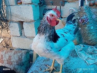 it evlerinin satisi: Xoruz, il: 1, Ödənişli çatdırılma — 2