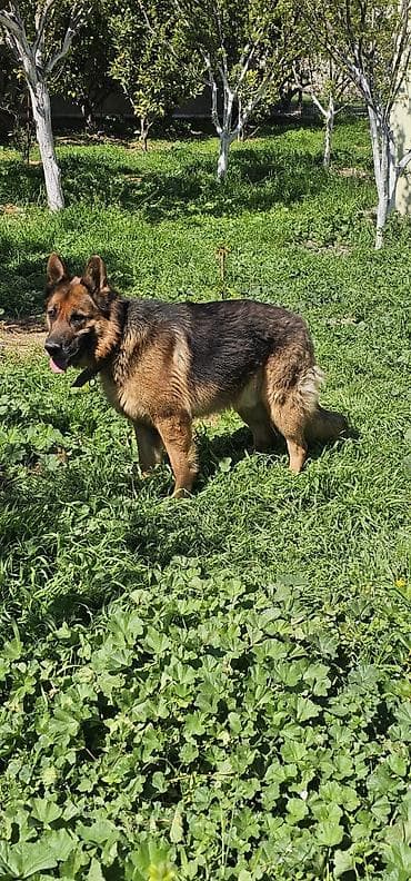 dagistan coban iti: Alman çoban iti — 2