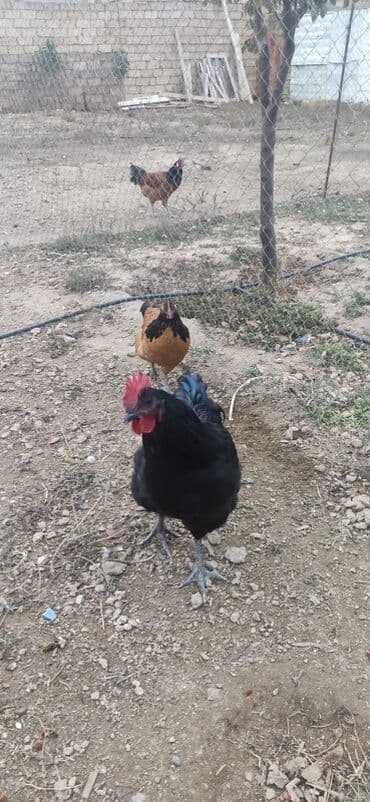 3 toyuq 3 gune 3 yumurta: Salam.yalniz qaralar satilir 7 ayligdilar hec bir prablemi yoxdu — 6