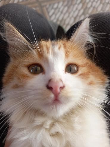 Dişi, Yaxşı əllərə, Ünvandan götürmə