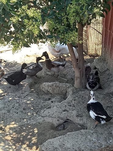 kurt ordek: Səsli ördəklər tam sağlam 6 aylıq lal ördəklədə barter edərəm — 2