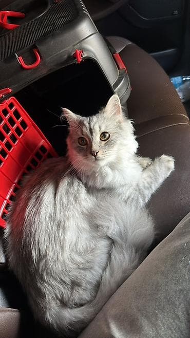 pisikler ucuz: Erkək, Yaxşı əllərə, Ünvandan götürmə, Pulsuz çatdırılma — 1