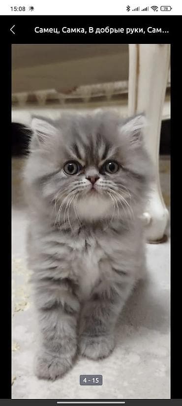 it cinsi: Fars, Yaxşı əllərə — 1