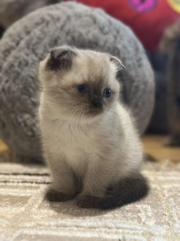 pişik qabı: Şotland, Erkək, Dişi — 5