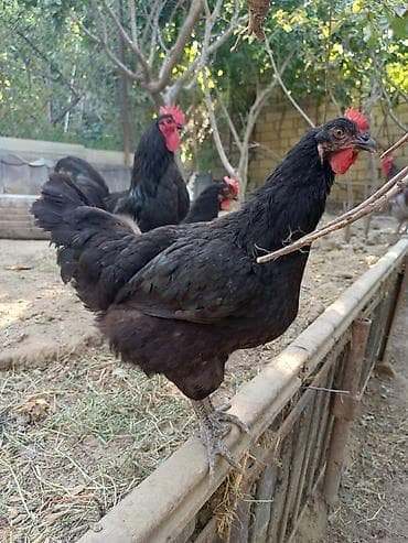 barred rock: Məhsul: Austrolorp və Amaroks toyuqların yumurtası satılır Təsvir: - — 4