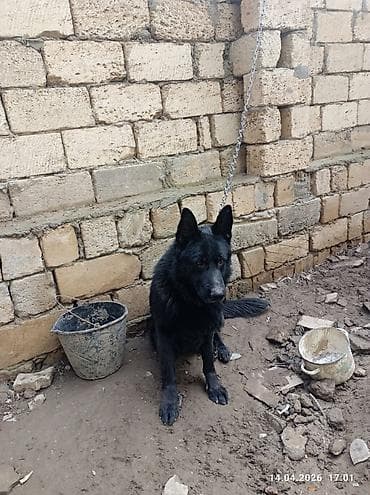 afçarka: Alman çoban iti, 2 il, Erkek — 4