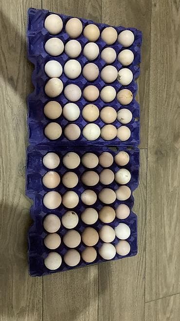 ucuz cuce: Toyuq cücələri, Ətlik — 6