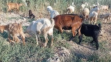 itler tap az: Salam bidenə temiz obir haş alpin 3 qarın doxub qurudub bir denə de — 5