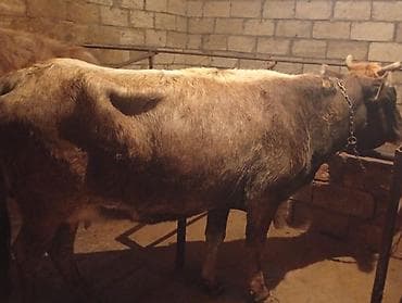 inək simental: Yem Malidi super kokdi Real alicisansa zeng vur Bosuna Zeng elemeyin — 1