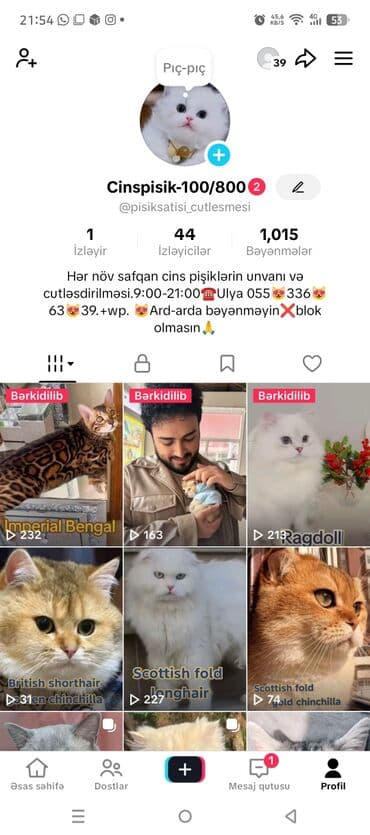 питомники кошек в баку: Самец, Для вязки, Платная доставка, Самовывоз — 3