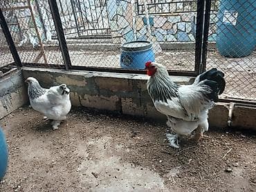 Gəmiricilər: Brahma “Light” cinsli toyuq və xoruz cütü - Nadir, dekorativ görünüş — 1