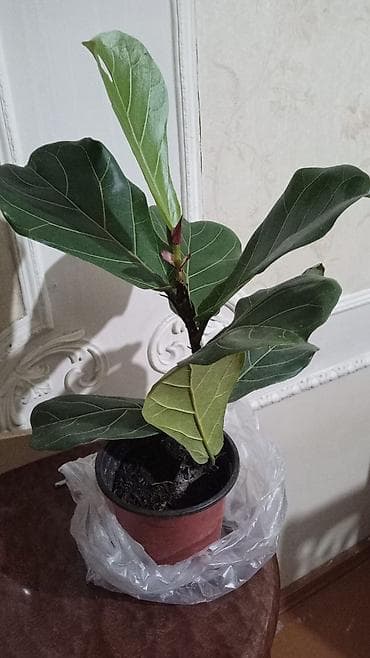 kişi otaq şap şapları: Satılır: otaq bitkiləri (2 ədəd) 1) Pul ağacı – Crassula ovata - — 2