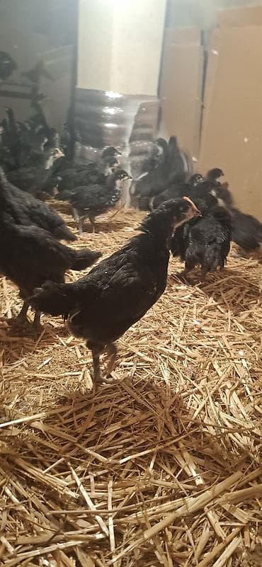 Toyuq cücələri, Damazlıq