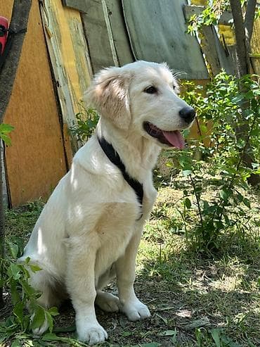 bala: Baxa bilmediyim üçün satiram ciddi alicilar elaqe saxlasin en aşagı — 2
