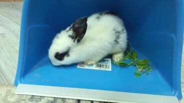 karlik dovşanlar: Uzun tüklü dekorativ dovşan - Cins: ehtimalən Angora/mix dekorativ — 6