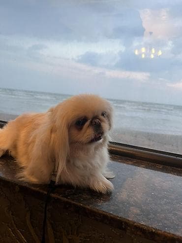 Pekines, 1 il, Dişi, Ünvandan götürmə, Pulsuz çatdırılma lalafo.az -da Pekines, 1 il, Dişi, Ünvandan götürmə, Pulsuz çatdırılma
