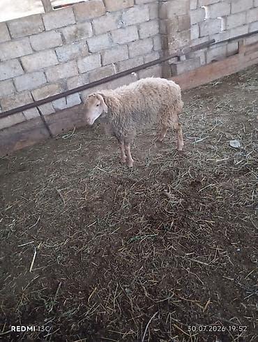 Qoyunlar, qoçlar: Disi quzudu Super kok quzudu 5 ayliqdi riyal alici olsa cuzi endirim — 3