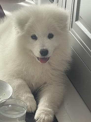 heyvanlarin satisi: Samoyed, Erkek, Pulsuz çatdırılma — 10