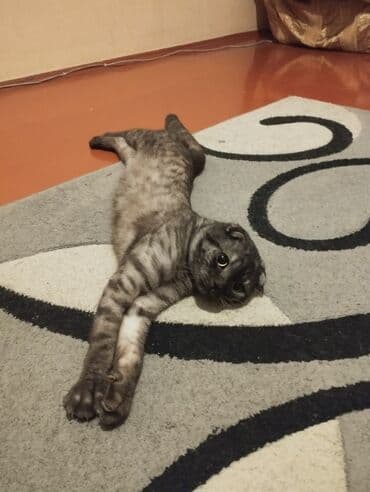 scottish fold qiyməti: Şotland yastı qulaq, Erkək, Yaxşı əllərə, Ünvandan götürmə — 4