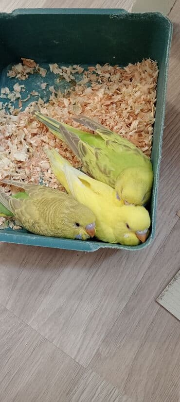 Akvarium aksessuar və ləvazimatları: Tecili satılır qefes qarsiq 3+bala ata anasi istiyen watssapda — 2