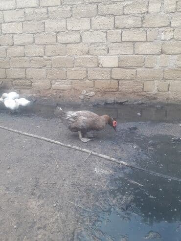 3 toyuq 3 gune 3 yumurta: Xoruzlar 50 manat Fereler 30 manat.Lavanda ordeyleri — 12