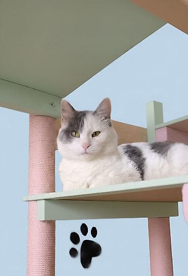 it bazari 2019: Dişi, Yaxşı əllərə — 1