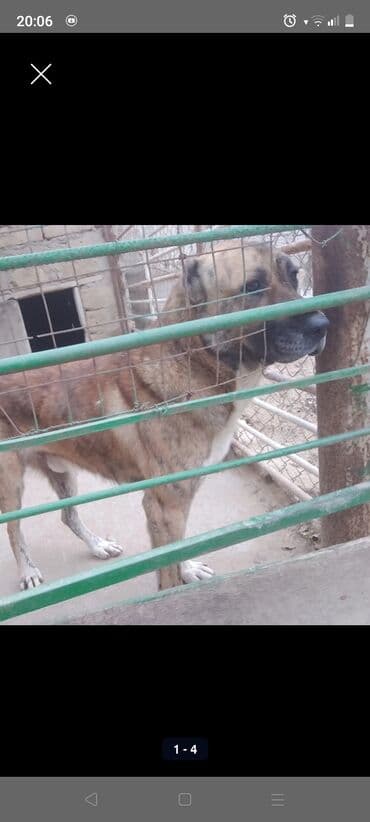 coban it adlari: Qurdbasar — 2