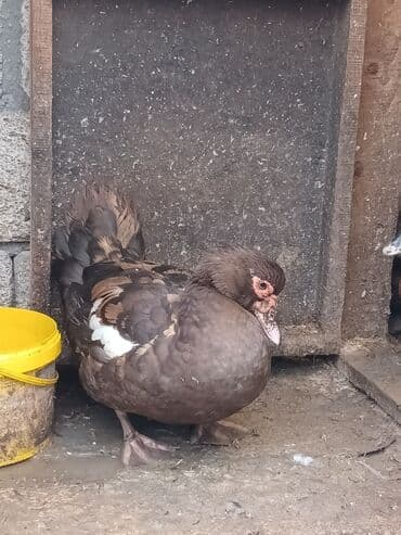 xacmazda satilan inekler: Самка, | Lal ordek, Для мяса, Платная доставка — 4