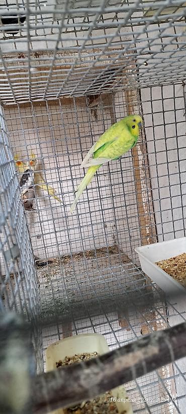 Erkek papuqay satilir. Maya olmadığından satıram. Vatcap aktivdi