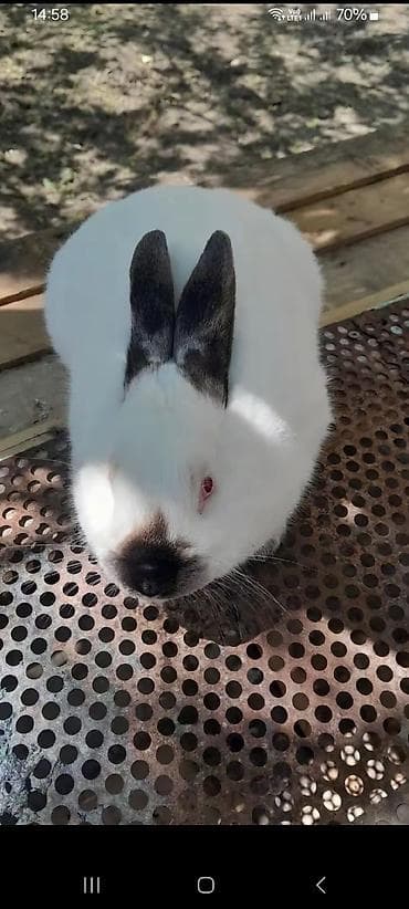 Kafonya dosandi erkedi 3 4 arasi eti var damazdgada yarir sonu 40m