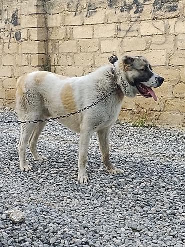 alabay itlerin satisi: Alabay, 11 ay, Erkek — 2