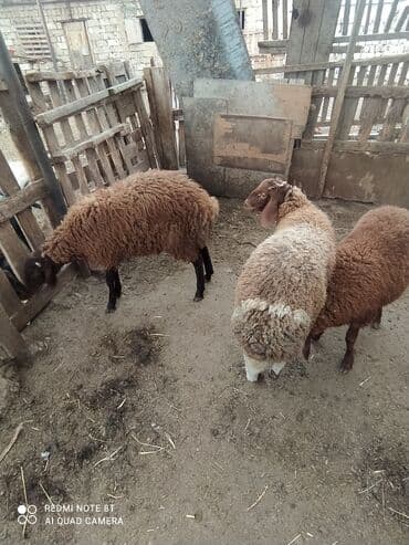 qala sortu: 2 dənə ERKƏY quzular satılır tərəzinən 8, 50 KÖK QUZULARDI ÜNVAN — 3