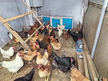 toyuq adi: Toyuq, Yumurtalıq — 1