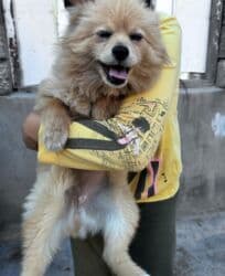 доска объявлений собаки: İt satılır — 5