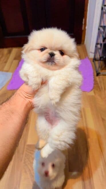 Pekines, 2 ay, Dişi