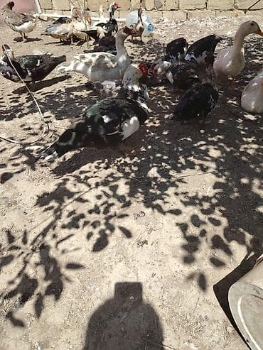 mandarin ordək: Muscovy ördəkləri - Cins: Muscovy/ - Rənglər: qara-ağ,ağ. 6 7 — 4
