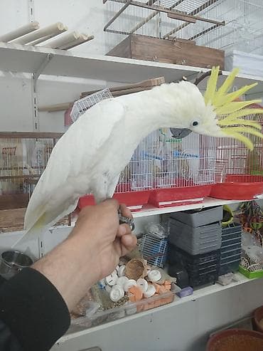 Dansan kakdu dansir ele gelir isdeyen elaqe saxlaya biler catrilma var