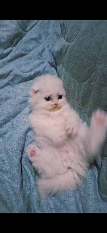 belçika çoban iti: Şinşilla, Dişi — 9