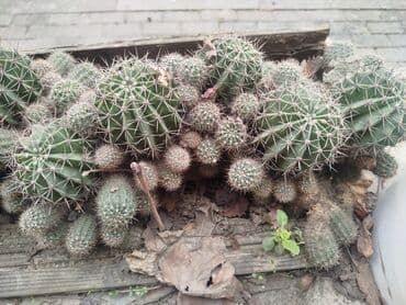 Bitki dərmanları: Otaq bitkiləri — 6