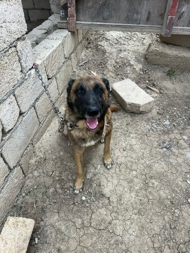 купить собаку малинуа: Belçika çoban iti, 2 il, Erkek, Peyvəndli — 12